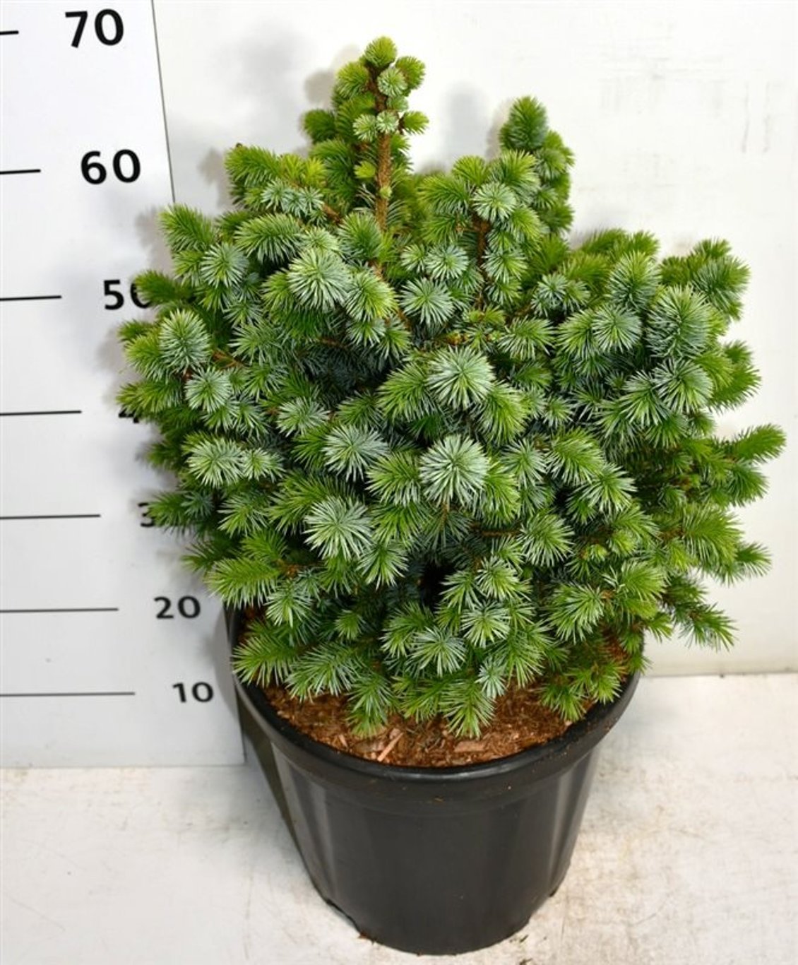 Picea sitchensis 'Tenas' - C20 35-40 CM